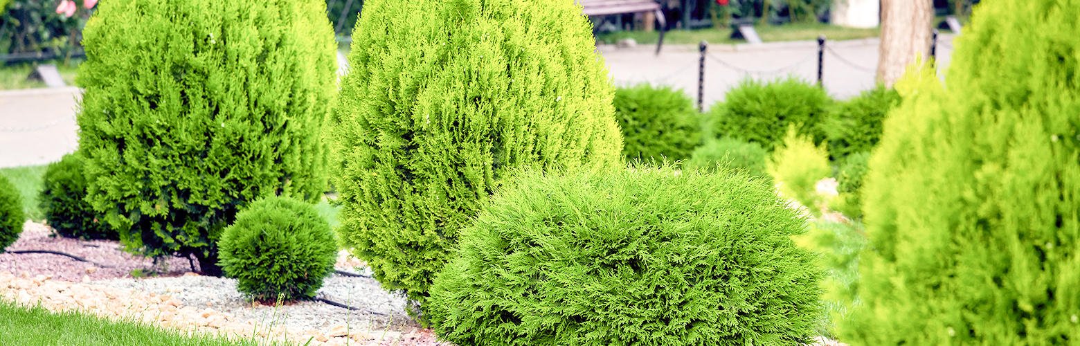 大木植木について