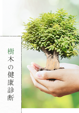 樹木の健康診断